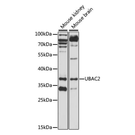 Western Blot - Anti-UBAC2 Antibody (A89702) - Antibodies.com