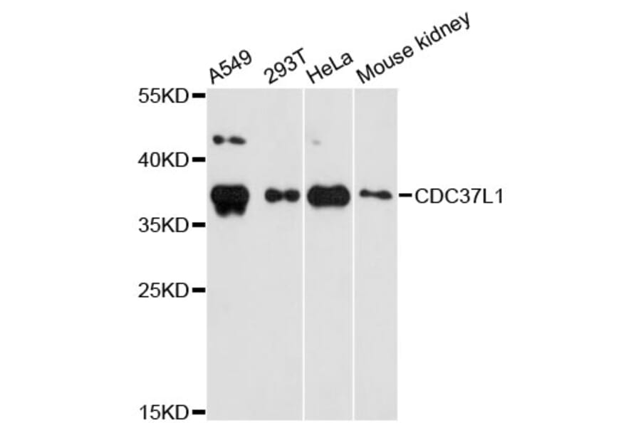 Western Blot - Anti-CDC37L1 Antibody (A4837) - Antibodies.com