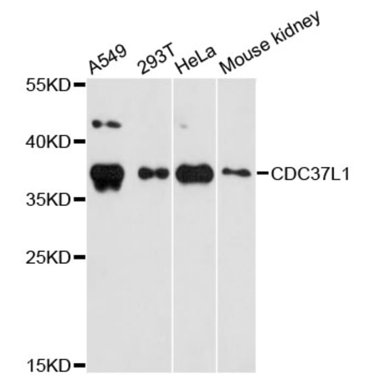 Western Blot - Anti-CDC37L1 Antibody (A4837) - Antibodies.com