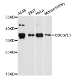 Western Blot - Anti-CDC37L1 Antibody (A4837) - Antibodies.com