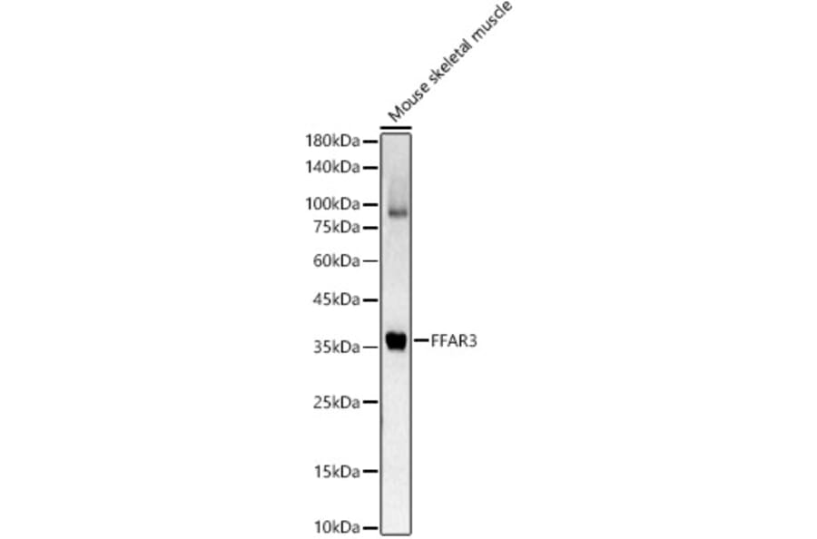 Western Blot - Anti-FFAR3/GPR41 Antibody (A89705) - Antibodies.com