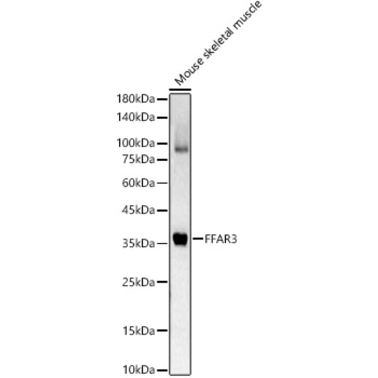Western Blot - Anti-FFAR3/GPR41 Antibody (A89705) - Antibodies.com