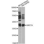 Western Blot - Anti-WNT7A Antibody (A14194) - Antibodies.com
