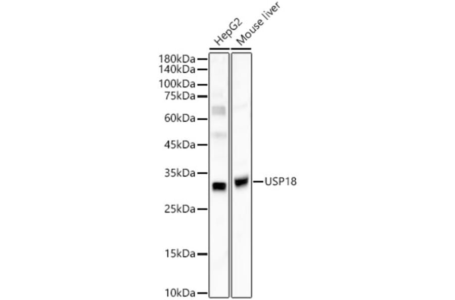 Western Blot - Anti-UBP43/USP18 Antibody (A89712) - Antibodies.com