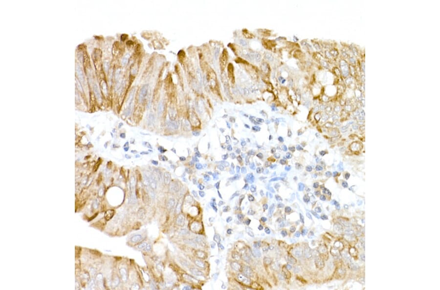 Immunohistochemistry - Anti-UBP43/USP18 Antibody (A89712) - Antibodies.com