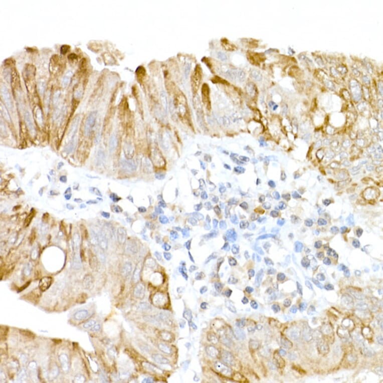 Immunohistochemistry - Anti-UBP43/USP18 Antibody (A89712) - Antibodies.com