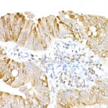Immunohistochemistry - Anti-UBP43/USP18 Antibody (A89712) - Antibodies.com