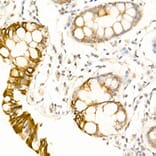 Immunohistochemistry - Anti-UBP43/USP18 Antibody (A89712) - Antibodies.com