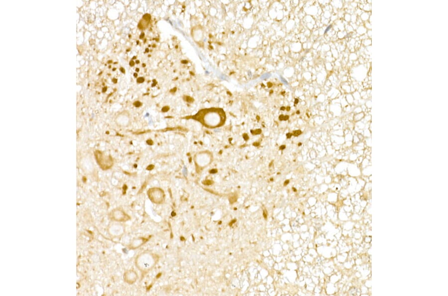 Immunohistochemistry - Anti-UBP43/USP18 Antibody (A89712) - Antibodies.com