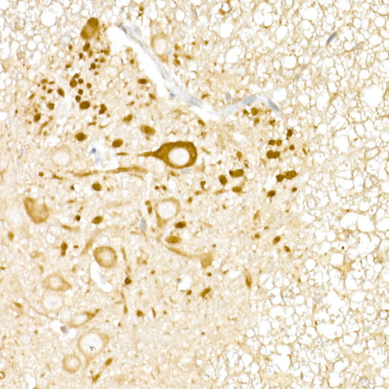 Immunohistochemistry - Anti-UBP43/USP18 Antibody (A89712) - Antibodies.com