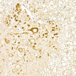 Immunohistochemistry - Anti-UBP43/USP18 Antibody (A89712) - Antibodies.com