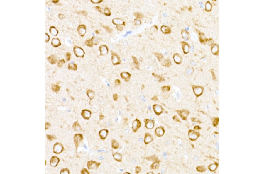 Immunohistochemistry - Anti-UBP43/USP18 Antibody (A89712) - Antibodies.com