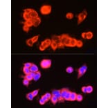 Immunofluorescence - Anti-UBP43/USP18 Antibody (A89712) - Antibodies.com