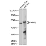 Western Blot - Anti-Wnt2/IRP Antibody (A89713) - Antibodies.com