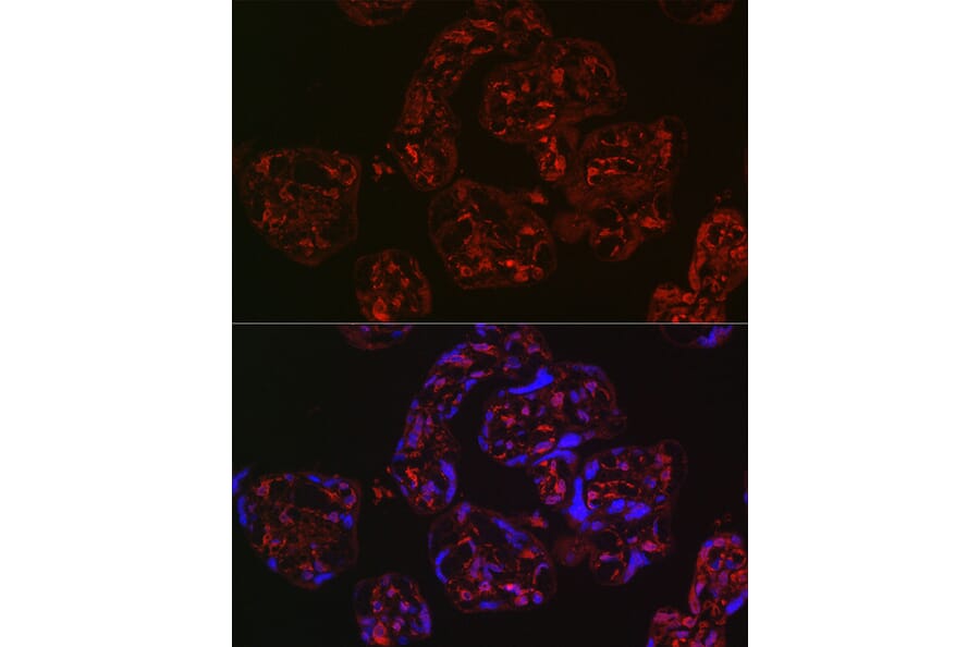 Immunofluorescence - Anti-Wnt2/IRP Antibody (A89713) - Antibodies.com