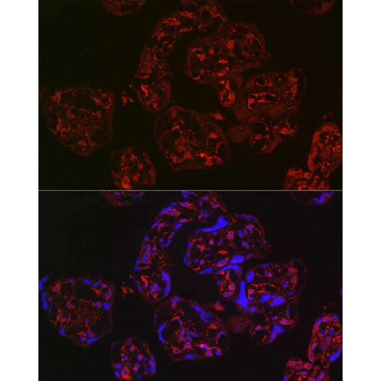 Immunofluorescence - Anti-Wnt2/IRP Antibody (A89713) - Antibodies.com