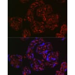 Immunofluorescence - Anti-Wnt2/IRP Antibody (A89713) - Antibodies.com