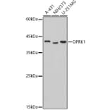 Western Blot - Anti-Kappa Opioid Receptor Antibody (A89716) - Antibodies.com