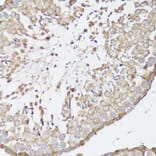 Immunohistochemistry - Anti-Kappa Opioid Receptor Antibody (A89716) - Antibodies.com