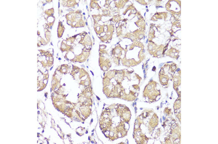 Immunohistochemistry - Anti-Kappa Opioid Receptor Antibody (A89716) - Antibodies.com