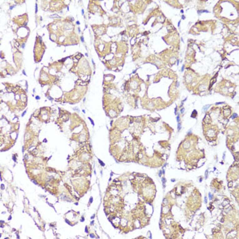 Immunohistochemistry - Anti-Kappa Opioid Receptor Antibody (A89716) - Antibodies.com