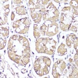 Immunohistochemistry - Anti-Kappa Opioid Receptor Antibody (A89716) - Antibodies.com