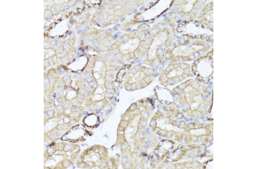 Immunohistochemistry - Anti-Kappa Opioid Receptor Antibody (A89716) - Antibodies.com