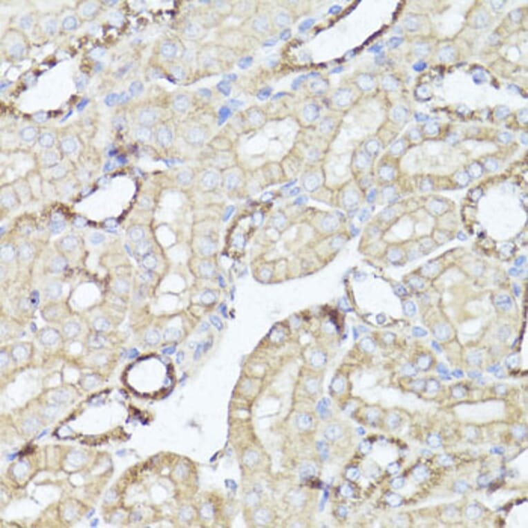 Immunohistochemistry - Anti-Kappa Opioid Receptor Antibody (A89716) - Antibodies.com