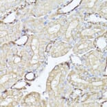 Immunohistochemistry - Anti-Kappa Opioid Receptor Antibody (A89716) - Antibodies.com