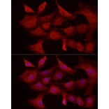 Immunofluorescence - Anti-MCL1 Antibody (A89719) - Antibodies.com