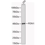 Western Blot - Anti-PON1 Antibody (A1320) - Antibodies.com