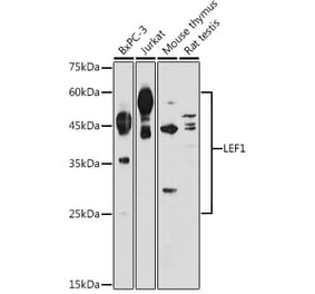 Western Blot - Anti-LEF1 Antibody (A89721) - Antibodies.com