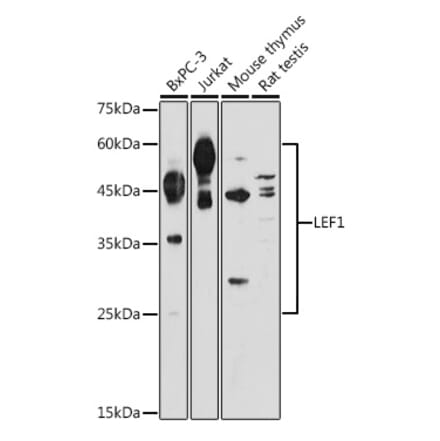 Western Blot - Anti-LEF1 Antibody (A89721) - Antibodies.com