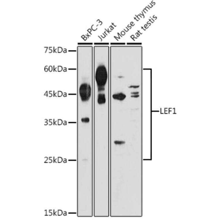Western Blot - Anti-LEF1 Antibody (A89721) - Antibodies.com