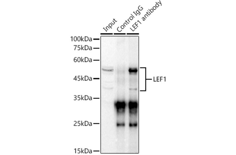 Western Blot - Anti-LEF1 Antibody (A89721) - Antibodies.com