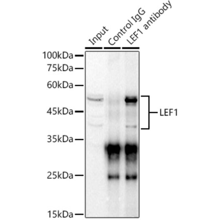 Western Blot - Anti-LEF1 Antibody (A89721) - Antibodies.com