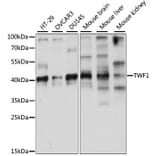 Western Blot - Anti-TWF1/Twinfilin-1 Antibody (A89722) - Antibodies.com