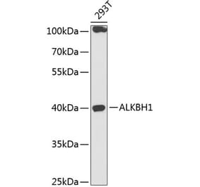 Western Blot - Anti-ALKBH1 Antibody (A89723) - Antibodies.com