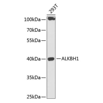Western Blot - Anti-ALKBH1 Antibody (A89723) - Antibodies.com
