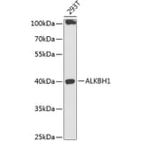 Western Blot - Anti-ALKBH1 Antibody (A89723) - Antibodies.com