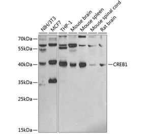 Western Blot - Anti-CREB Antibody (A89724) - Antibodies.com