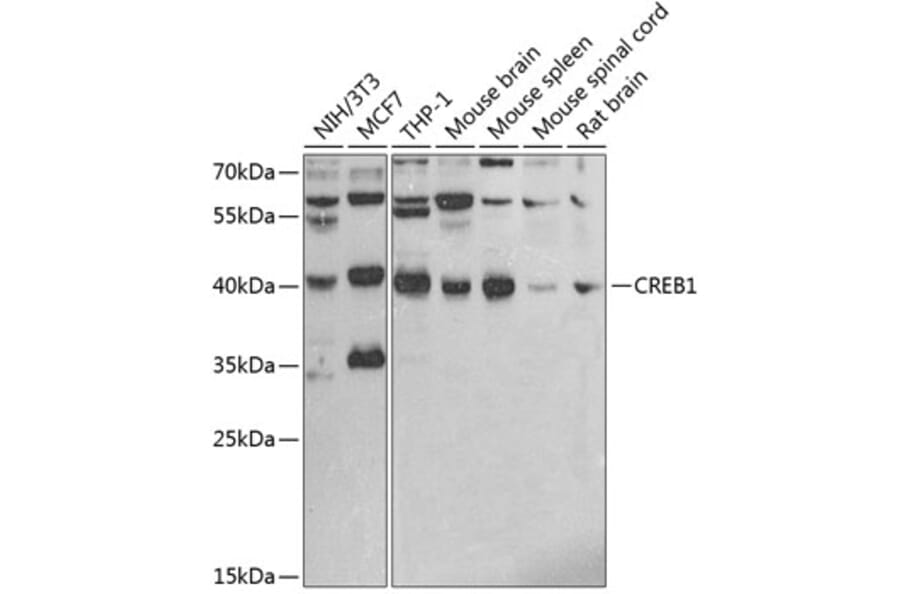 Western Blot - Anti-CREB Antibody (A89724) - Antibodies.com