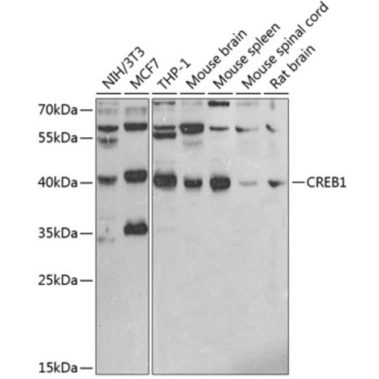 Western Blot - Anti-CREB Antibody (A89724) - Antibodies.com