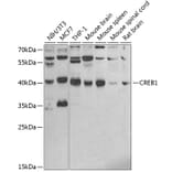 Western Blot - Anti-CREB Antibody (A89724) - Antibodies.com