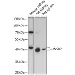 Western Blot - Anti-WSB2 Antibody (A89726) - Antibodies.com