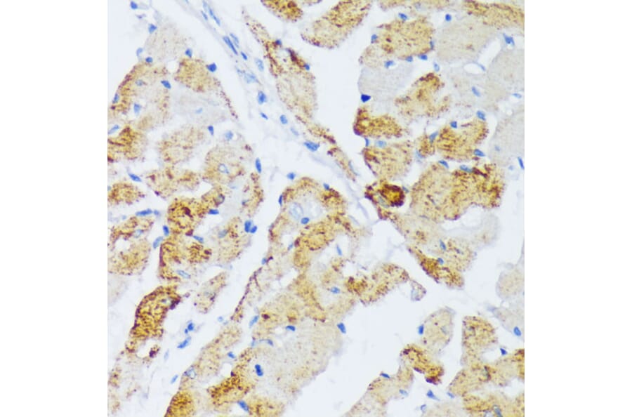 Immunohistochemistry - Anti-WSB2 Antibody (A89726) - Antibodies.com