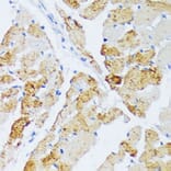 Immunohistochemistry - Anti-WSB2 Antibody (A89726) - Antibodies.com