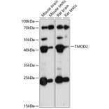 Western Blot - Anti-Tropomodulin 2 Antibody (A89727) - Antibodies.com