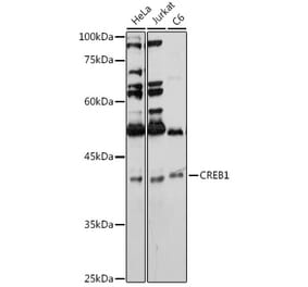 Western Blot - Anti-CREB Antibody (A89728) - Antibodies.com