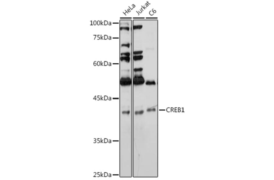 Western Blot - Anti-CREB Antibody (A89728) - Antibodies.com